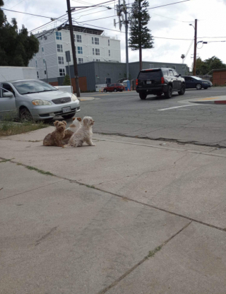 Illustration de l'article : Soudés dans l’épreuve, 3 chiots abandonnés se blottissent les uns contre les autres en attendant de l’aide