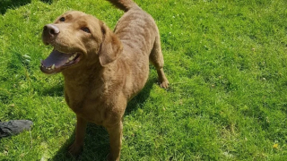 Illustration de l'article : Une retraitée consacre toutes ses économies à soigner son chien et lance un appel à l'aide poignant