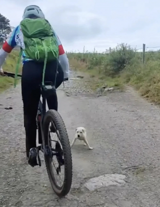 Illustration de l'article : Un chiot errant surgit devant une cycliste en pleine nature et la suit dans l’espoir d’obtenir de l’aide (vidéo)