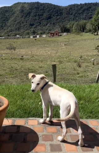 Illustration de l'article : Un chiot errant surgit devant une cycliste en pleine nature et la suit dans l’espoir d’obtenir de l’aide (vidéo)