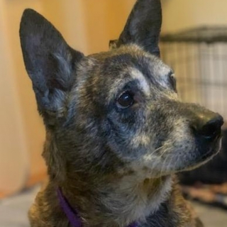 Illustration de l'article : Un chien sénior atteint d'une tumeur effectue un périple de 5000 km pour quitter son refuge surpeuplé et prendre un nouveau départ