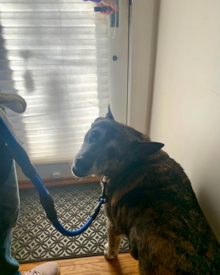 Illustration de l'article : Un chien sénior atteint d'une tumeur effectue un périple de 5000 km pour quitter son refuge surpeuplé et prendre un nouveau départ