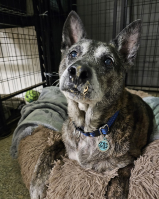 Illustration de l'article : Un chien sénior atteint d'une tumeur effectue un périple de 5000 km pour quitter son refuge surpeuplé et prendre un nouveau départ