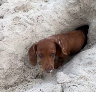 Illustration de l'article : Ce Teckel miniature passe l'une des meilleures journées de sa vie grâce à son petit tunnel creusé à la plage (vidéo)