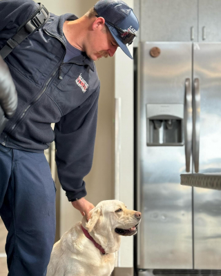 Illustration de l'article : Le bonheur d’Annie, la Labrador Retriever, lors de son intégration dans une caserne de pompiers (vidéo)