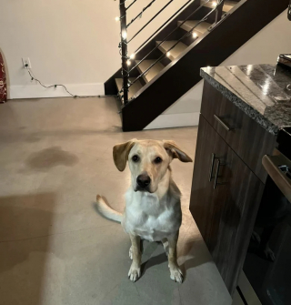 Illustration de l'article : Hanz, un croisé Labrador craintif, disparaît pendant 10 jours, alors que ses maîtres se marient à 2 700 kilomètres de chez eux