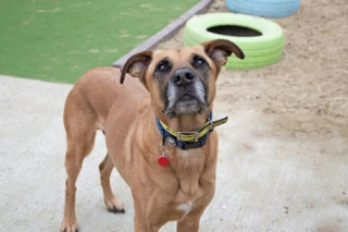 Illustration de l'article : Ce chien de refuge a du mal à trouver une famille à cause de sa timidité