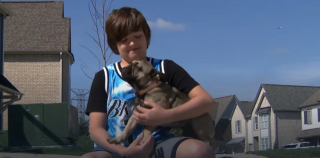 Illustration de l'article : Un enfant de 10 ans sauve une chienne portée disparue depuis plus de 10 jours