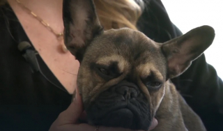 Illustration de l'article : Un enfant de 10 ans sauve une chienne portée disparue depuis plus de 10 jours