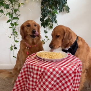 Illustration de l'article : Un couple de Golden Retrievers rejoue à sa façon la scène mythique de "La Belle et Le Clochard" (vidéo)
