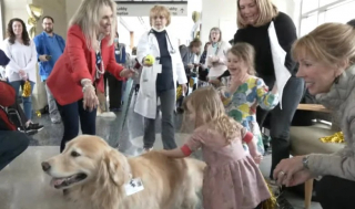 Illustration de l'article : Cette chienne de thérapie reçoit un dernier hommage avant son départ à la retraite pour cause de maladie