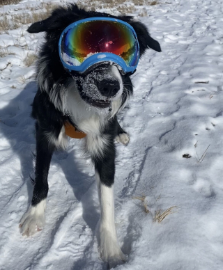 Illustration de l'article : Le parcours inspirant de Ripp, Border Collie déterminé à sauver des vies lors d'avalanches