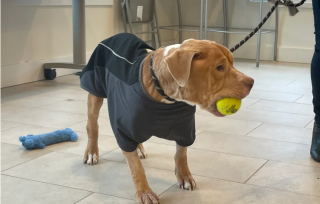 Illustration de l'article : Chip, le croisé Pitbull, se reconstruit avec l’aide des bénévoles, après avoir été découvert dans un état désastreux