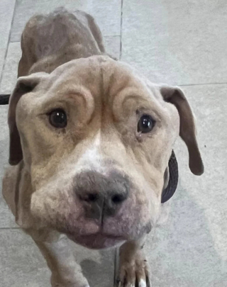 Illustration de l'article : Chip, le croisé Pitbull, se reconstruit avec l’aide des bénévoles, après avoir été découvert dans un état désastreux