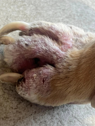 Illustration de l'article : Chip, le croisé Pitbull, se reconstruit avec l’aide des bénévoles, après avoir été découvert dans un état désastreux