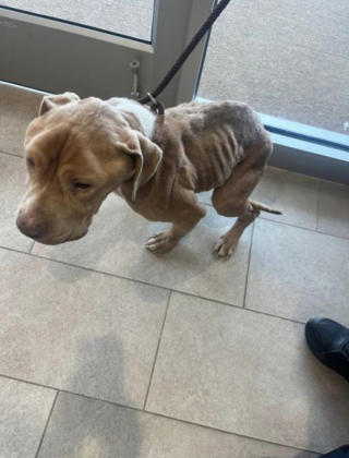 Illustration de l'article : Chip, le croisé Pitbull, se reconstruit avec l’aide des bénévoles, après avoir été découvert dans un état désastreux