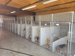 Illustration de l'article : Après n’avoir connu que la vie en laboratoire, ces 200 chiens et chats vont enfin recevoir l’amour d’un véritable foyer