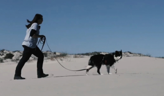 Illustration de l'article : Jessie, la chienne Border Collie au flair exceptionnel, a permis de retrouver une variété de taupe portée disparue depuis près de 90 ans