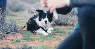 Illustration de l'article : Jessie, la chienne Border Collie au flair exceptionnel, a permis de retrouver une variété de taupe portée disparue depuis près de 90 ans