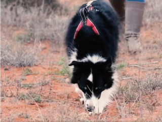 Illustration de l'article : Jessie, la chienne Border Collie au flair exceptionnel, a permis de retrouver une variété de taupe portée disparue depuis près de 90 ans
