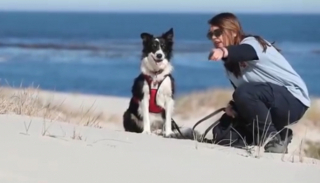 Illustration de l'article : Jessie, la chienne Border Collie au flair exceptionnel, a permis de retrouver une variété de taupe portée disparue depuis près de 90 ans