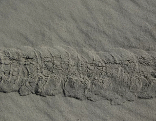 Illustration de l'article : Jessie, la chienne Border Collie au flair exceptionnel, a permis de retrouver une variété de taupe portée disparue depuis près de 90 ans