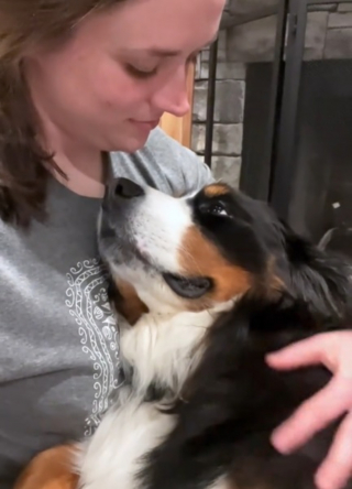 Illustration de l'article : Elle sauve un Bouvier Bernois et se rend vite compte qu'il aime être bercé comme un bébé malgré son gabarit impressionnant (vidéo)