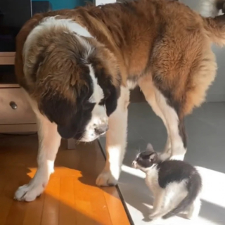 Illustration de l'article : Cet énorme Saint-Bernard devient le gentil mentor d’un petit chaton turbulent (vidéo)