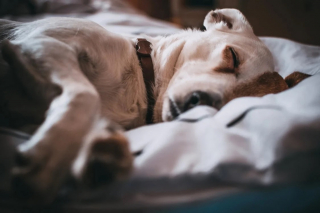 Illustration de l'article : Est-il bon de dormir avec son chien ?