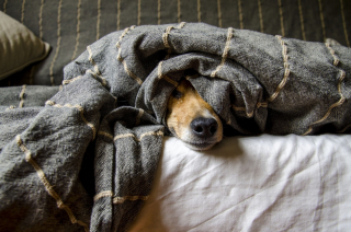 Illustration de l'article : Est-il bon de dormir avec son chien ?
