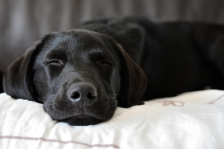 Illustration de l'article : Est-il bon de dormir avec son chien ?