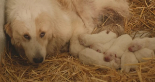 Illustration de l'article : L’équipe d’un refuge se mobilise pour aider une Patou errante au comportement étrange