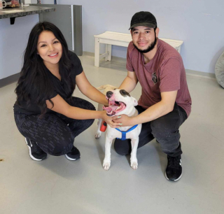 Illustration de l'article : Découvrez les mésaventures de ce Bull Terrier qui erre dans les rues pendant 2 ans avant de retrouver son foyer