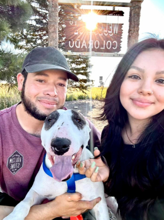 Illustration de l'article : Découvrez les mésaventures de ce Bull Terrier qui erre dans les rues pendant 2 ans avant de retrouver son foyer