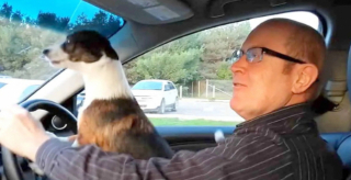 Illustration de l'article : Découvrez l’explosion de joie de ce Jack Russell Terrier lorsque que ses maîtres le conduisent au parc à chiens