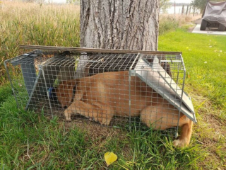 Illustration de l'article : 20 fois où les chiens ont regretté leur curiosité débordante