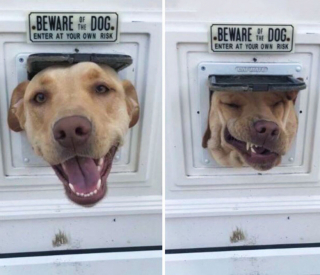 Illustration de l'article : 20 fois où les chiens ont regretté leur curiosité débordante