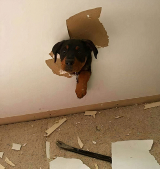 Illustration de l'article : 20 fois où les chiens ont regretté leur curiosité débordante