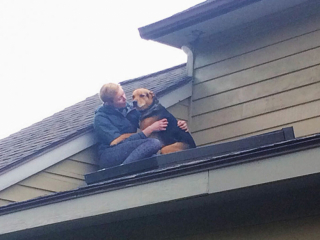 Illustration de l'article : 20 fois où les chiens ont regretté leur curiosité débordante