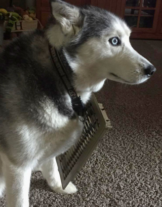 Illustration de l'article : 20 fois où les chiens ont regretté leur curiosité débordante