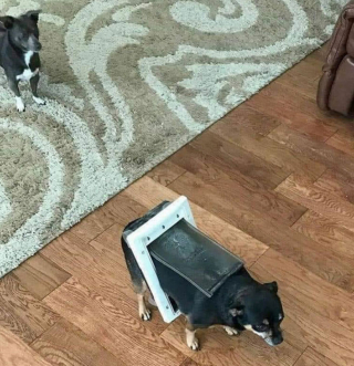 Illustration de l'article : 20 fois où les chiens ont regretté leur curiosité débordante