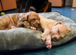 Illustration de l'article : L’histoire émouvante d’Oliver, qui prend une belle revanche sur la vie, en aidant 2 chiots dans le besoin (vidéo)