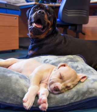 Illustration de l'article : L’histoire émouvante d’Oliver, qui prend une belle revanche sur la vie, en aidant 2 chiots dans le besoin (vidéo)