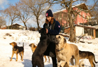 Illustration de l'article : Des amoureux des animaux transforment leur maison en havre de paix pour les chiens sans-abri