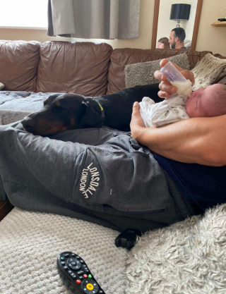 Illustration de l'article : Ce Dobermann prend le plus grand soin de sa petite sœur humaine, âgée de 3 semaines