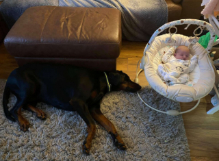 Illustration de l'article : Ce Dobermann prend le plus grand soin de sa petite sœur humaine, âgée de 3 semaines