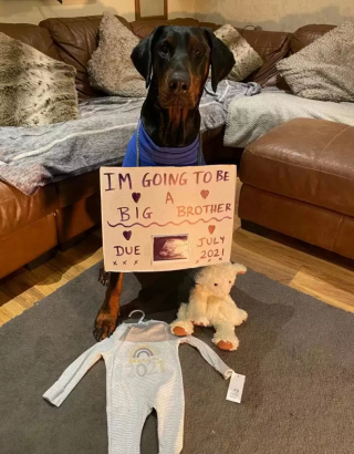 Illustration de l'article : Ce Dobermann prend le plus grand soin de sa petite sœur humaine, âgée de 3 semaines