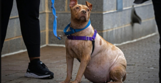 Illustration de l'article : La longue attente de Fiona, une femelle Pitbull atteinte du syndrome de Cushing, avant de trouver sa famille pour la vie