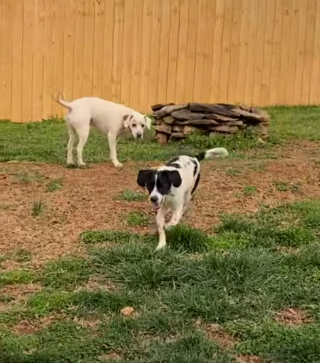 Illustration de l'article : Un chien plein d’audace escalade une clôture de 3 mètres sous les yeux médusés de ses maîtres
