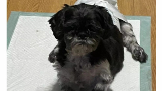 Illustration de l'article : Paralysé du train arrière, ce chien multiplie les exploits et fait mentir les vétérinaires 